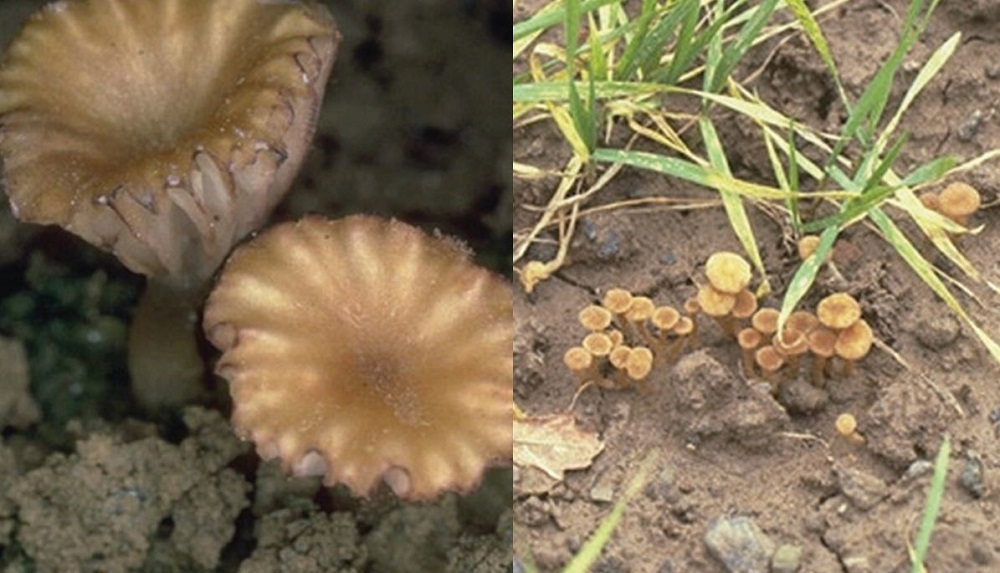 Omphalina patch symptoms (cereal disease)